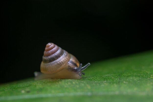 VE snail